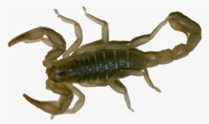 Hr Scorpion - Clothing