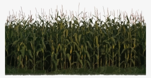 Corn Plant Png Image - Farm Double-sided Cardstock 12"x12"-field Of Dreams
