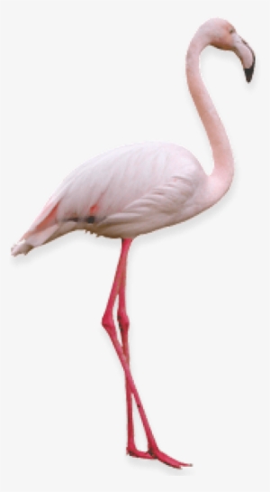 Free Png Flamingo Png Images Transparent - Фламинго Png