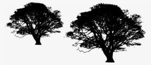 Dead Tree Clipart Transparent Background Pencil And - Transparent Background Tree Clip Art