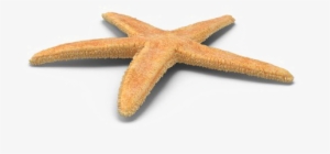 Starfish Png Free Download - Art