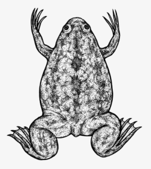 201606 03 Frog - Frog