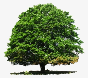 Nature Great Tree Png Image - Transparent Tree