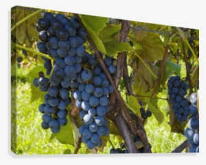 Grapes On A Vine - Printscapes Wall Art: 18" X 12" Canvas Print With Black