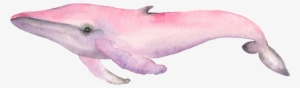 Pink Whale