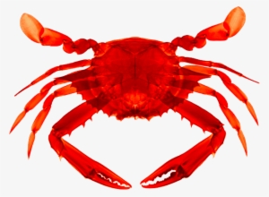 Crab Clipart Transparent Background - Transparent Background Crab Clip Art