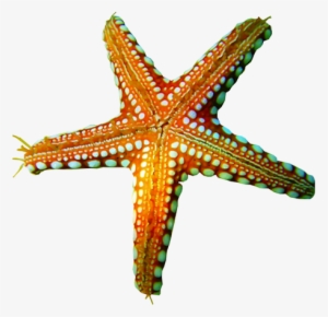 Морская Звезда В Пнг