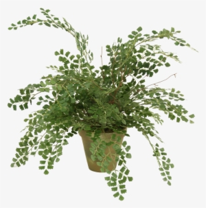 Distinctive Designs Silk Maidenhair Fern In 6-in Weathered