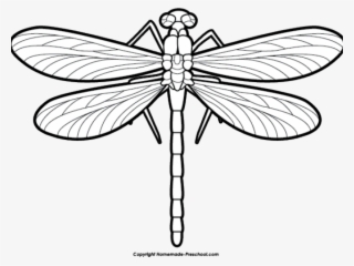 Dragonfly - Clip Art Black And White Dragonfly