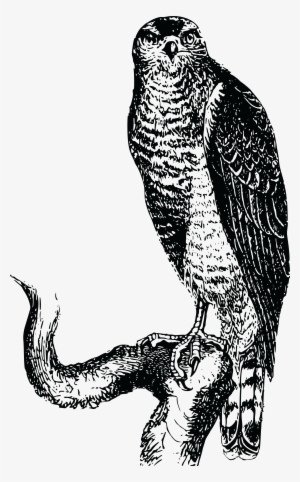 , , - Perached Hawk Vector