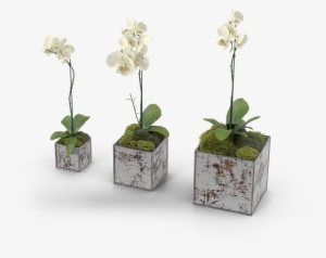 32 Pm 214713 Am 8/20/2017 - Flowerpot