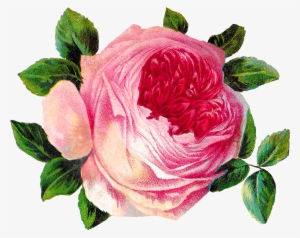 Rose Flower Botanical Art Image Shabby Chic Crafting - Garden Roses