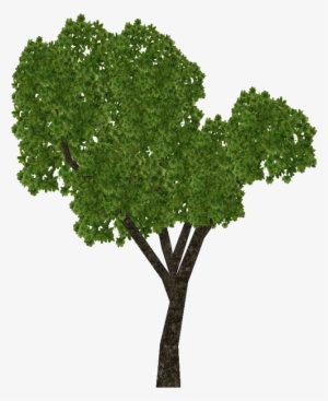 E-1422685327 - Sal Tree