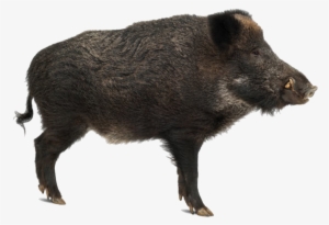Wild Boar Side View