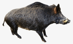 Free Png Boar Png Images Transparent - Wild Boar Without Background