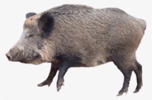 Free Png Boar Png Images Transparent - Wild Boar Png
