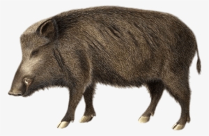 Boar Illustration - Wild Boar Transparent