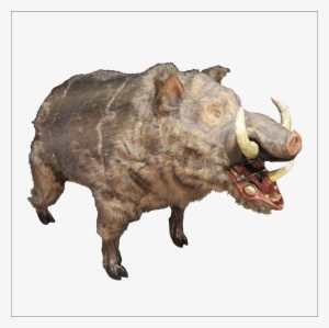 Wild Pig Transparent