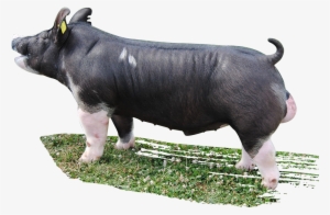 Boar Transparent Png Images Free Download 038 - Drinking Class Boar