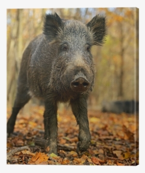 Wild Boar