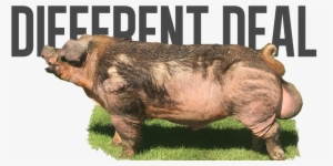 Bold - Domestic Pig
