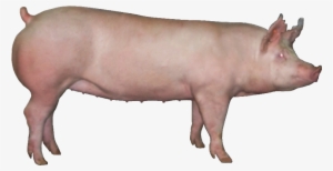 First Choice Genetics Offers Three Maternal Genetic - Transparent Chester White Pig