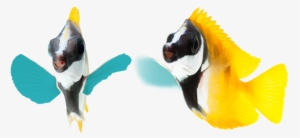 Coral Reef - Foxface Rabbitfish - Foxface Rabbitfish