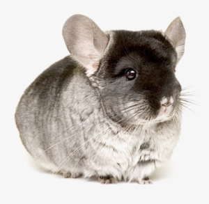 Chinchillas In Png