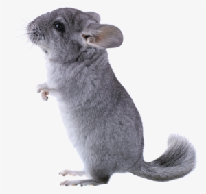 Dans La Nature, Le Chinchilla Prospère Dans Un Environnement - Chinchilla
