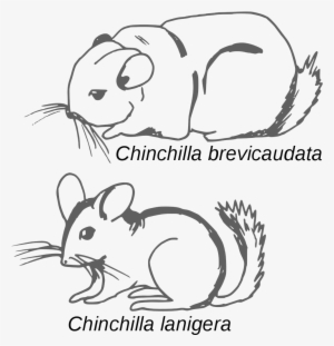 File - Chinchilla - Croquis Comparatif - Svg - Chinchilla Brevicaudata