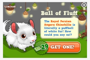 Royal Persian Angora Chinchilla Animators Modal - Really Cool Grandma Looks Like! Orn