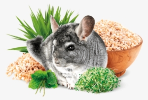 Chinchilla - Brit Animals
