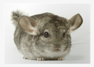 Chichi The Chinchilla