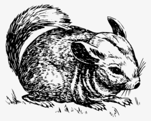 Chinchilla Clip Art - Collective Noun