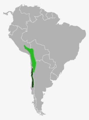 Range Of Chinchilla Lanigera And Chinchilla Chinchilla - Short Tailed Chinchilla Fur