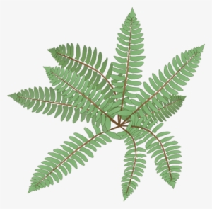 Ian Symbol Polystichum Acrostichoides - Polystichum Acrostichoides Png