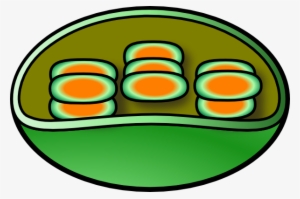 Chloroplast Clip Art - Download