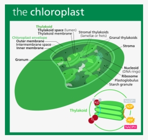 “chloroplast Ii” By Kelvinsong Own Work - Chloro Plast
