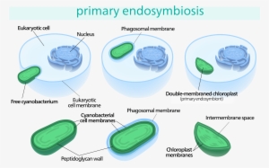 Open - Chloroplast Endosymbiosis