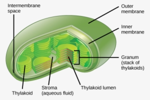 Figure 3 Structure Of The Chloroplast - Chloroplast Internal Structure Of A Leaf