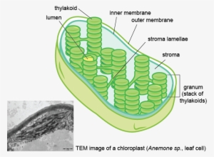 Just Like In Mitochondria, The Membranes Of The Chloroplast - Lumen In ...