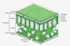 The Structure Of The Chloroplast - Palisade Layer Of Leaf