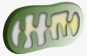 Chloroplast Mitochondrion Organelle Mitochondrial Dna - Clipart Chloroplast