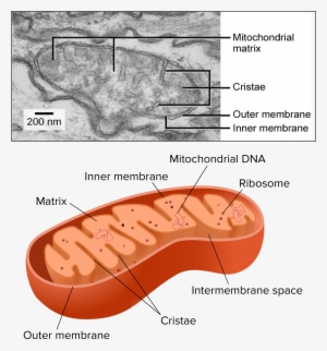 Mitochondria Affected By Alzheimer's