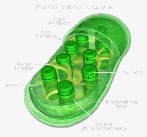 Function - Chloroplast Cell Wall