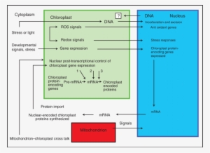 The Interactions Between Nucleus And Chloroplast - Cell Nucleus