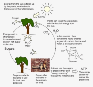 The Energy Cycle For Life Is Fueled By The Sun - Do Plants And Animals Process Energy
