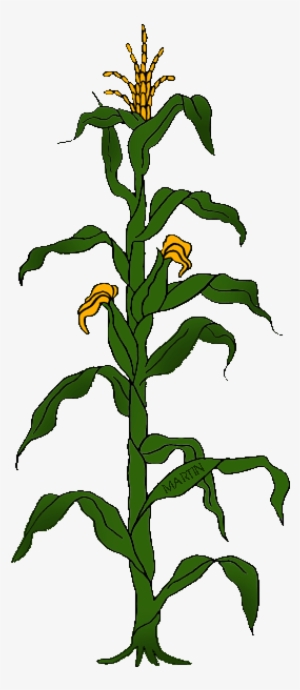 State Grain Of Wisconsin - Draw A Simple Food Chain