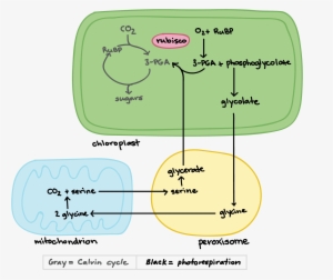 Photorespiration In Plants