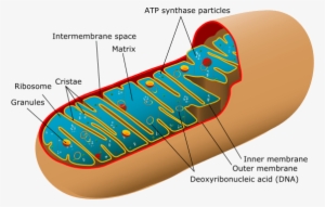 Structure Of A Mitochondria - Labeled Diagram Of The Mitochondria